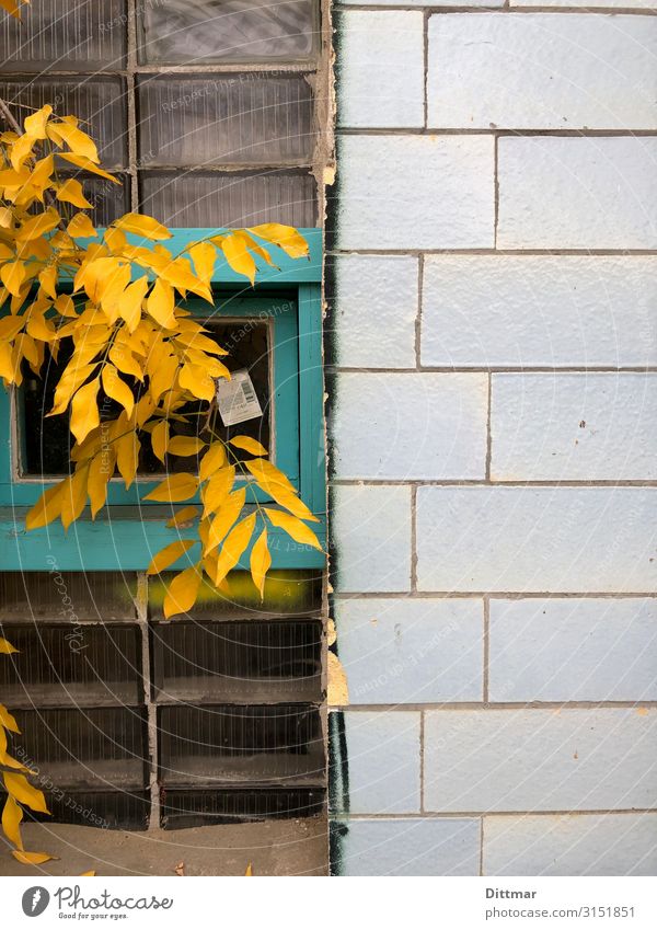 berlin backyard in autumn Berlin Germany Europe Town Capital city Deserted Industrial plant remise Wall (barrier) Wall (building) Window Stone Glass Blue