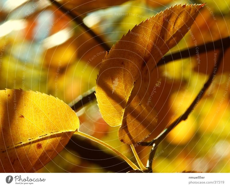 Autumn Gold II Leaf Yellow Brown Tree Forest Macro (Extreme close-up) Colour