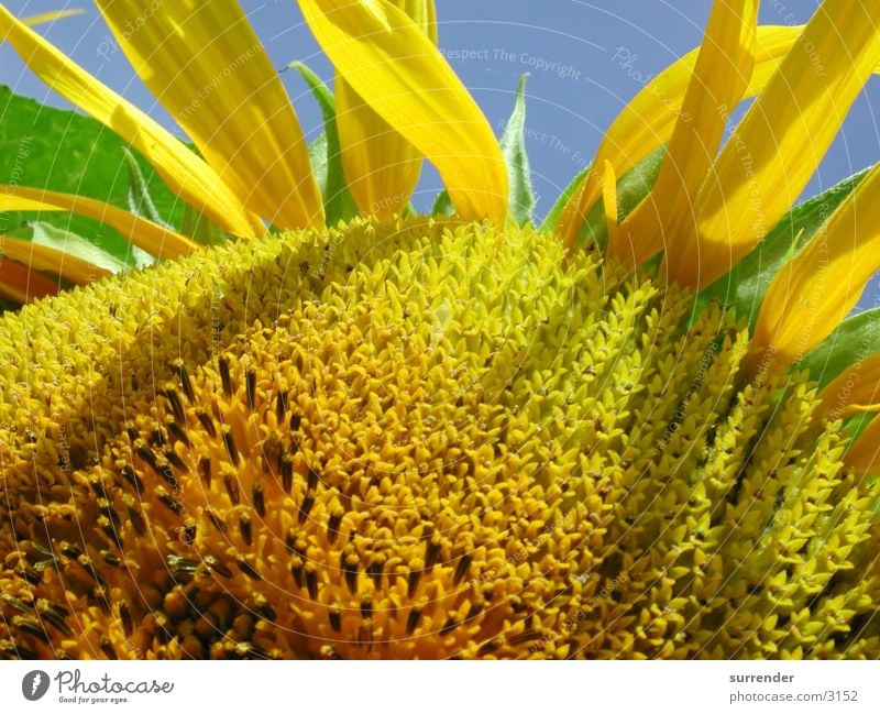 Sunflower Macro Summer Field