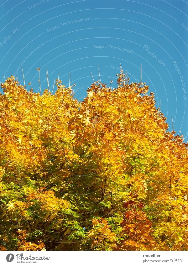 AutumnGold III Tree Yellow Brown Forest Sky Blue Colour