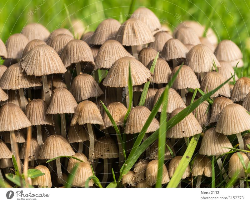 It smells like group building. Nature Garden mushrooms Field grouping quantity a lot Grass Detail out Ground