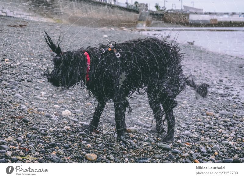 Shaking Dog Environment Bad weather Rain Coast Beach Fishing village Wall (barrier) Wall (building) Neckerchief Black-haired Long-haired Animal Pet 1