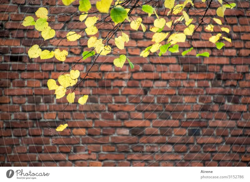 Old Town Autumn | UT Hamburg Tree Leaf Autumn leaves Lime leaf Old town Wall (barrier) Wall (building) Brick construction Brick wall Natural Yellow Green Red