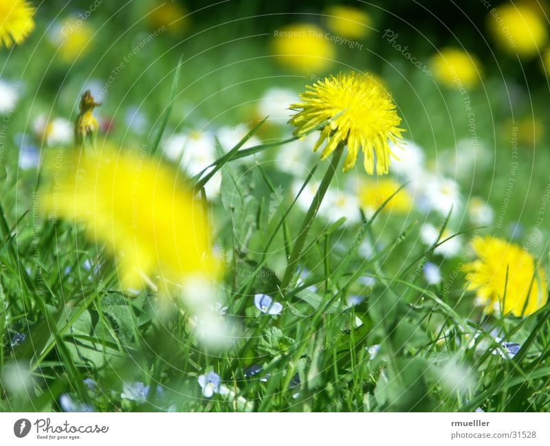 Sun worshipper II Dandelion Flower Green Meadow Nature Gelnb Macro (Extreme close-up)