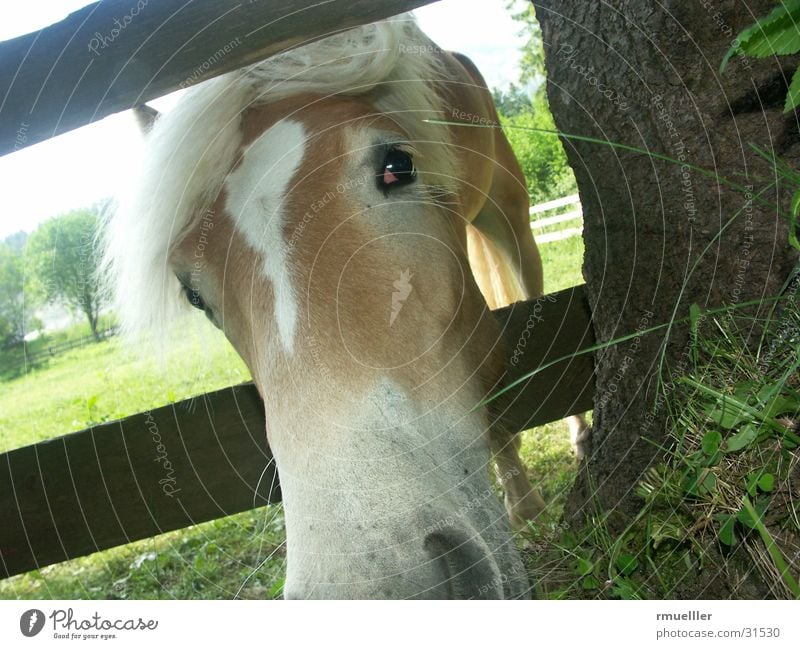 horseface Horse Meadow To feed Grass Animal Haflinger Snout Eyes Nature