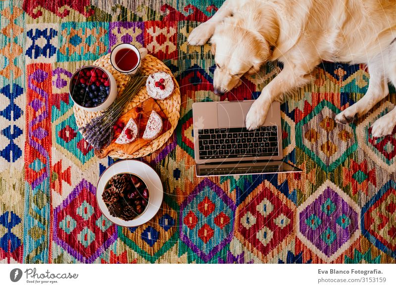adorable golden retriever dog lying on the floor on a colorful carpet. healthy breakfast besides. working on laptop Dog Notebook Technology Work and employment