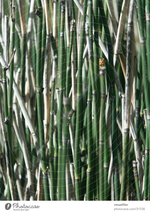 Strammstehendes reed Common Reed Green Leisure and hobbies Park Nature Plant Macro (Extreme close-up)