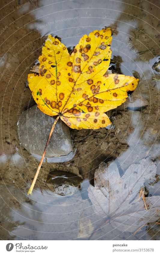 water grave Nature Plant Elements Water Autumn Leaf Forest Swimming & Bathing Autumn leaves Puddle Yellow Point Drown Grave Death Stone Colour photo
