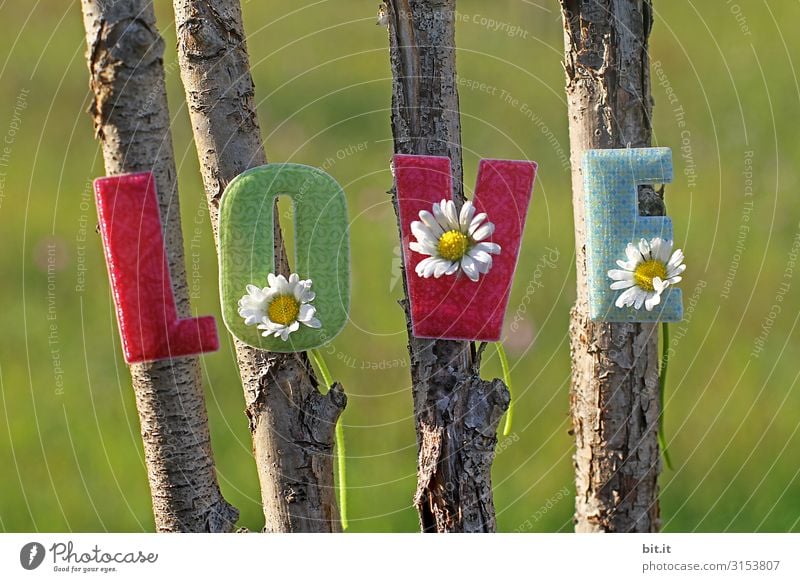 Colourful, kitschy, beautiful lettering: Love, decorated with glued-on letters made of fabric with daisies, hangs on natural sticks from the tree, outside in nature, in front of a green meadow.
