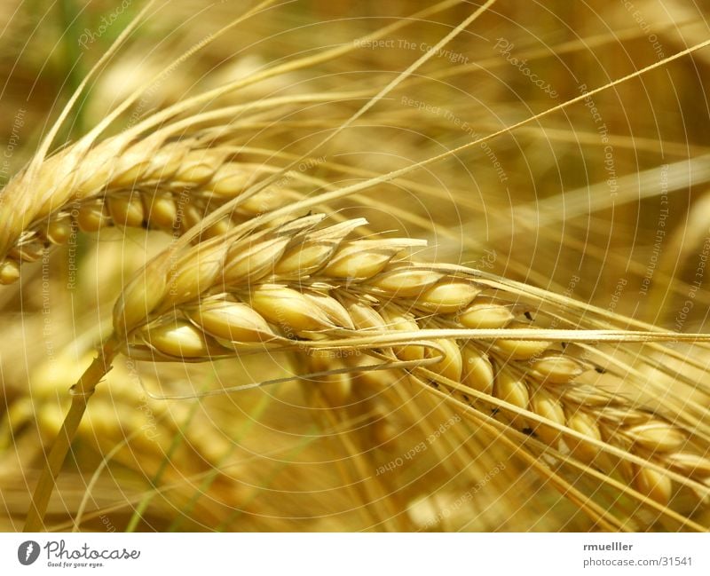 See, the fields are ripe for harvest... Barley Yellow Field Feed Nutrition Macro (Extreme close-up) Nature Harvest Gold Grain Food