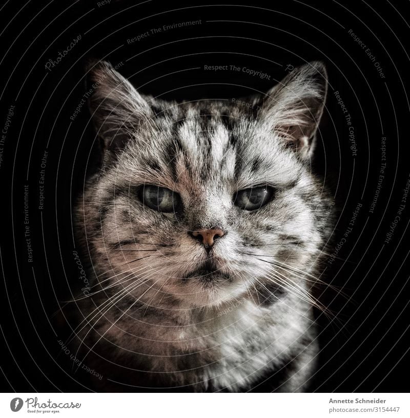 Old cat Animal Pet Cat Animal face 1 Gray Black Silver Colour photo Interior shot Neutral Background