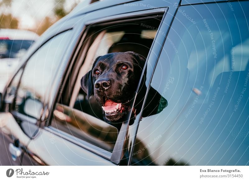 beautiful black labrador in a car ready to travel. City background. Watching by the window at sunset. Travel concept Dog Car Labrador Black Vacation & Travel