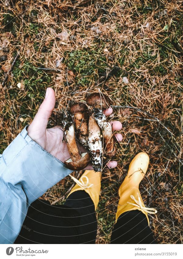 Hand full of freshly picked wild mushrooms in forest Mushroom Autumn Nature Feet Leaf Green Garden Woman Exterior shot Plant Seasons Tree Forest Hiking Brown