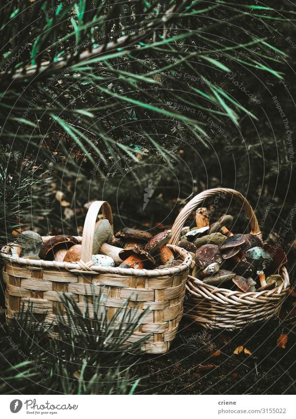 mushrooms in a basket Basket Mushroom Food Nature Grass Forest Wicker basket Autumn Isolated (Position) White Green Brown Picnic empty Natural Fresh Summer