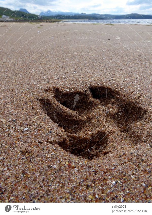 Printed matter | traces in the sand... squeeze Impression footprint Paw Dog Beach Sand Ocean Empty Sandy beach Deep Mysterious Footprint Coast Vacation & Travel