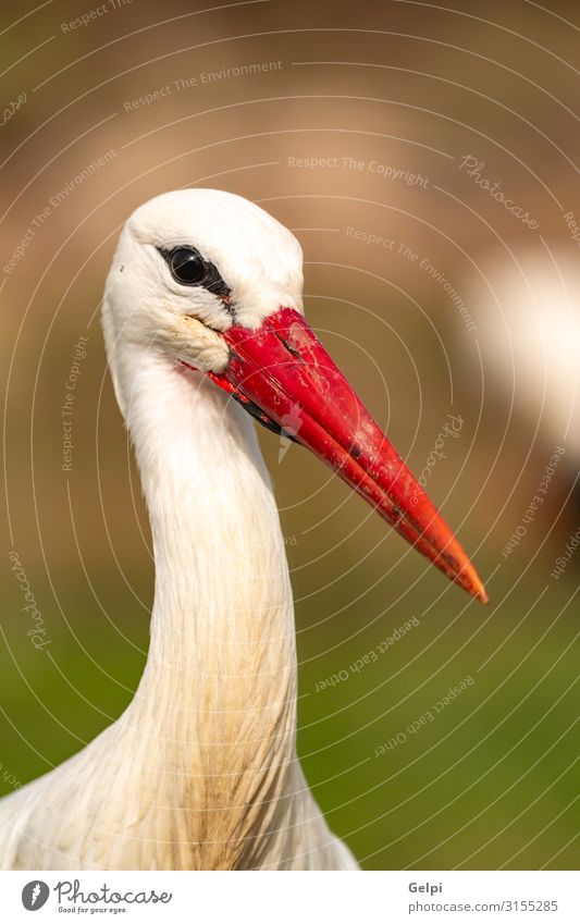 Portrait of a elegant stork Elegant Beautiful Freedom Couple Adults Nature Animal Wind Flower Grass Bird Flying Long Wild Blue Green Red Black White Colour