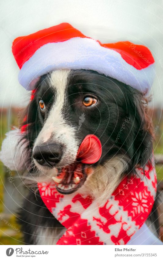 Der Weihnachtshund Animal Pet Dog 1 Wait Cool (slang) Happy Love Love of animals Adventure Elegant Belief Religion and faith Colour photo Exterior shot Deserted