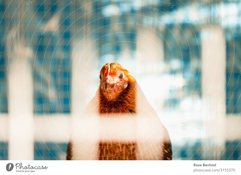 Chicken in a cage Nutrition Farm animal Barn fowl 1 Animal Blue Orange Turquoise Responsibility Change cage posture Livestock breeding Keeping of animals