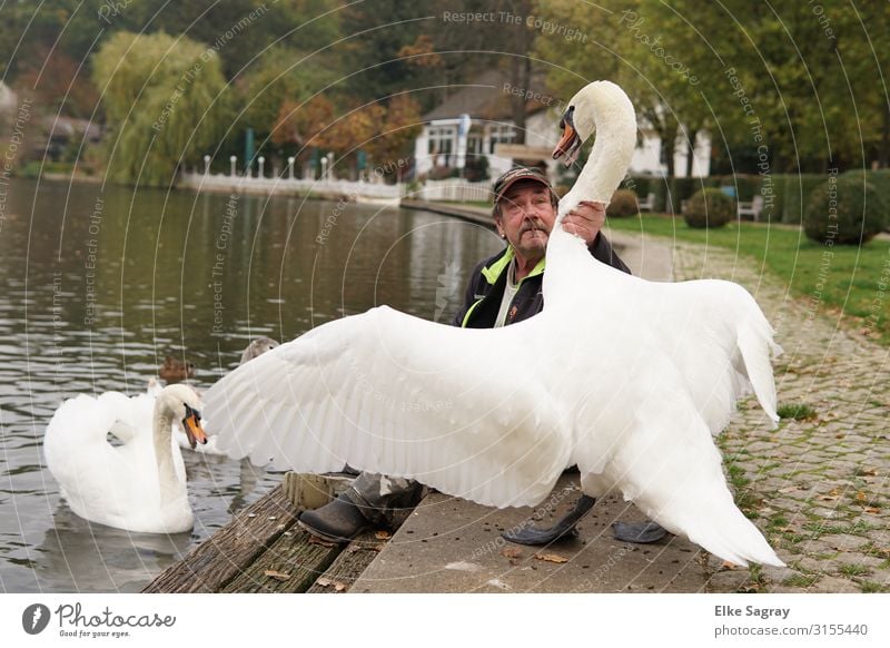 Swan attacks man.. Masculine Man Adults Head 1 Human being 60 years and older Senior citizen Animal Pair of animals Argument Gigantic Rebellious Self-confident