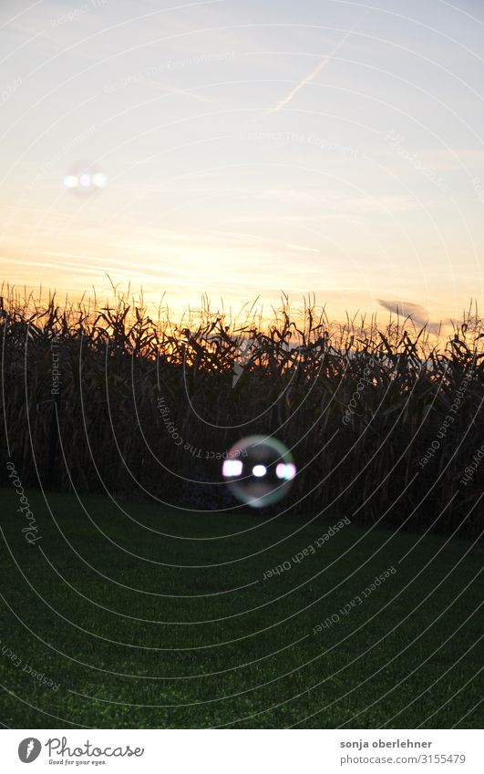 Seifenblase wie Glaskugel vor Sonnenuntergang und Maisfeld Seifenblasen Summer Nature Landscape Plant Sky Sunrise Sunset Agricultural crop Field Sphere