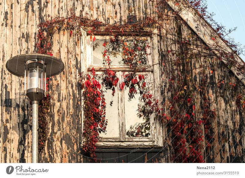 Lost window Living or residing Redecorate Lamp Autumn Beautiful weather Plant Ivy Village Small Town Capital city Downtown Old town