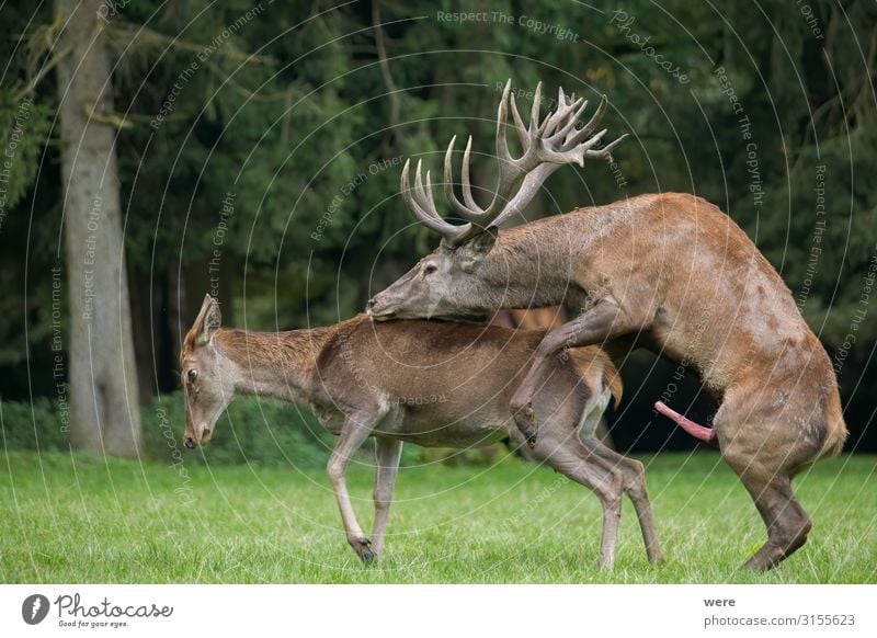 Copulating red deer on the forest glade Nature Animal Wild animal Red deer 2 Relaxation Sex Sports Eroticism Joy Sexuality Capreolus capreolus