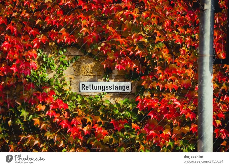 A sign with the name: Rescue pole, surrounded by red ivy. Joy Contentment Trip Environment Plant Autumn Beautiful weather Foliage plant Wall (building) Würzburg