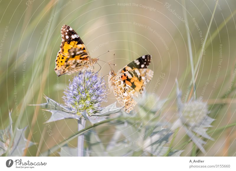 two thistle moths sitting on a beach thistle Nature Plant Animal Summer Grass Bushes Foliage plant Wild plant Thistle Thistle leaves Thistle blossom