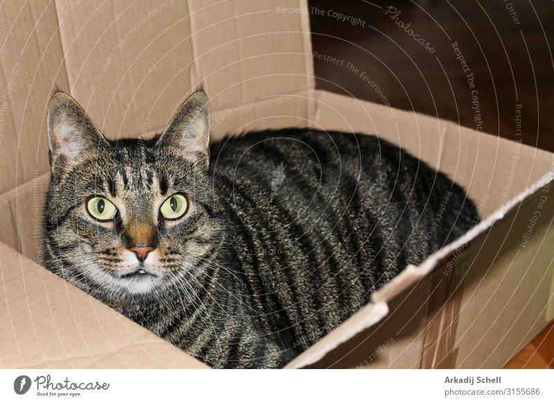 A cat in a box or packet. Cats love packaging. adorable animal animals background beautiful black carton closeup container curl cute deliver domestic eye eyes