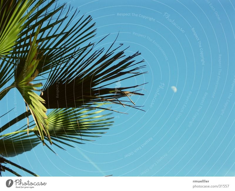 Wanderlust II (with moon) Palm tree Tree Summer South Vacation & Travel Green Leaf Sky Blue Nature Close-up