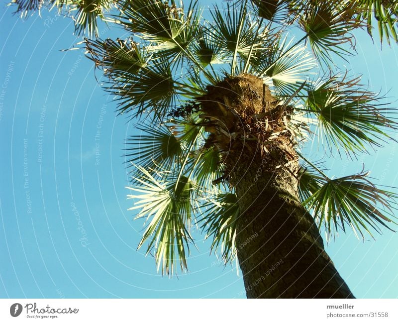 wanderlust Palm tree Green Vacation & Travel Leaf South Summer Plant Nature Sky Close-up
