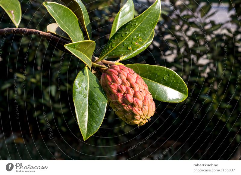 Fruit of an Annona plant From bobmachee Vacation & Travel Summer Mountain Garden Environment Plant Wild plant annona Round Juicy Epirus Greece Colour photo