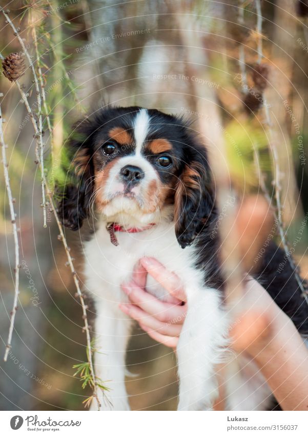 Cute cavalier puppy held between cones Animal Pet Dog 1 Fantastic Friendliness Small Beautiful Happiness Cool (slang) Optimism Love of animals Goodness Serene