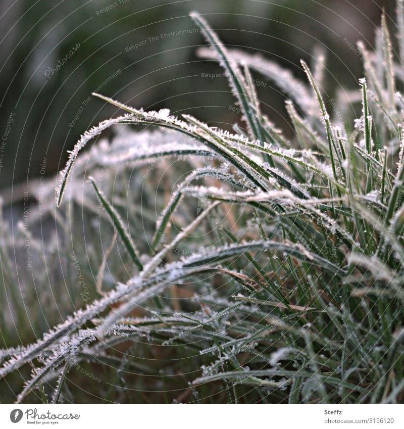 Grass tuft with hoarfrost Tuft of grass Frost frosty Hoar frost chill Wild plant Freeze Calm winter cold cold snap Frozen January Ice Cold shock winterly peace