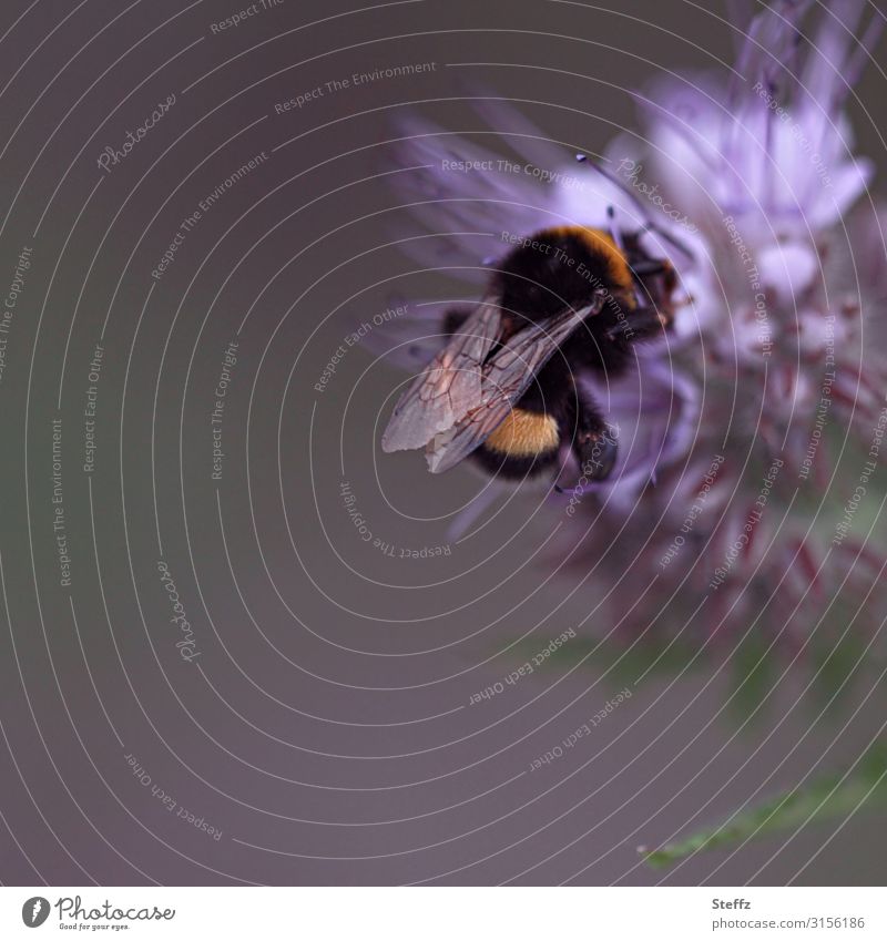 bombus Bumble bee bumblebee Dark earth bumblebee Bombus terrestris Sprinkle Buzz buzzing wild flower July Grand piano idyllically Idyll collect nectar Insect