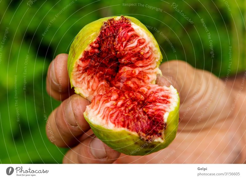 Someone showing a sweet fig Fruit Dessert Table Hand Nature Plant Tree Leaf Fresh Green Red Pain Colour Tradition food Fig Mature Sense of taste Organic Cut