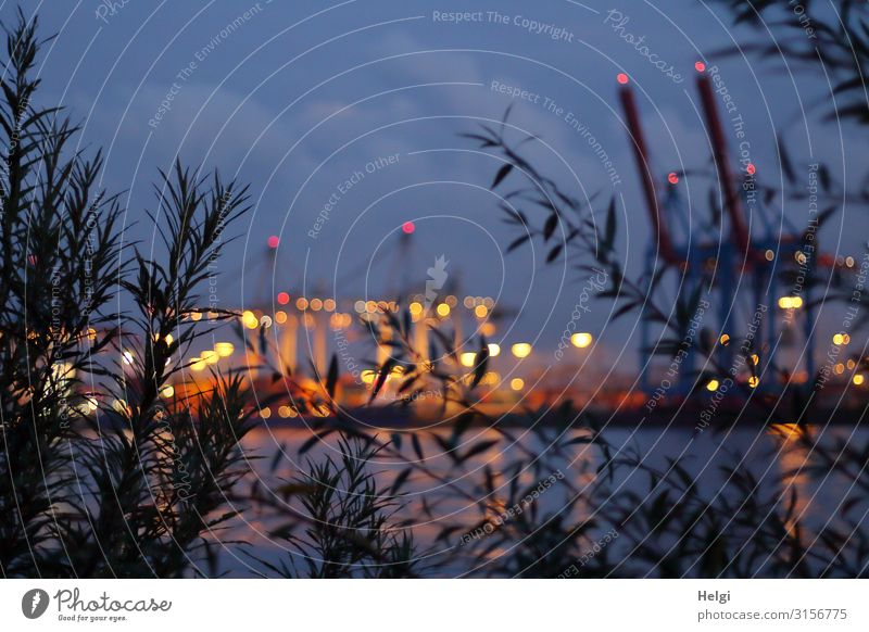 Blue hour at the Elbe in Hamburg with branches in the foreground and blurred illuminated cranes in the container port of Hamburg Environment Water