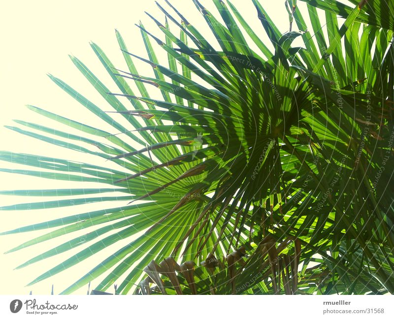 palm fronds Palm tree Green Leaf Vacation & Travel South Summer Sky Nature Close-up
