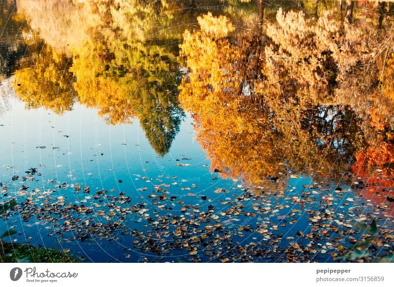 autumn mirroring Leisure and hobbies Vacation & Travel Trip Environment Nature Landscape Water Autumn Beautiful weather Plant Tree Park Meadow Pond Lake