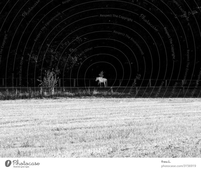Luminous ears Environment Nature Field Forest Animal Horse 1 To feed Illuminate Stand Beautiful Peaceful Gray (horse) Fence Eerie Black & white photo