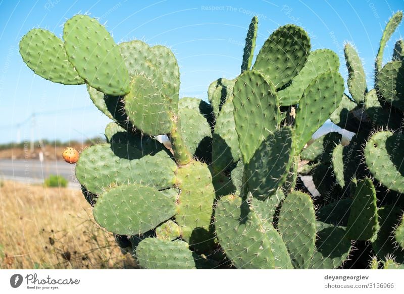 Industrial cactus plantation. Growing cactus. Vegetable Fruit Eating Summer Garden Nature Plant Tree Cactus Leaf Growth Fresh Delicious Natural Thorny Red