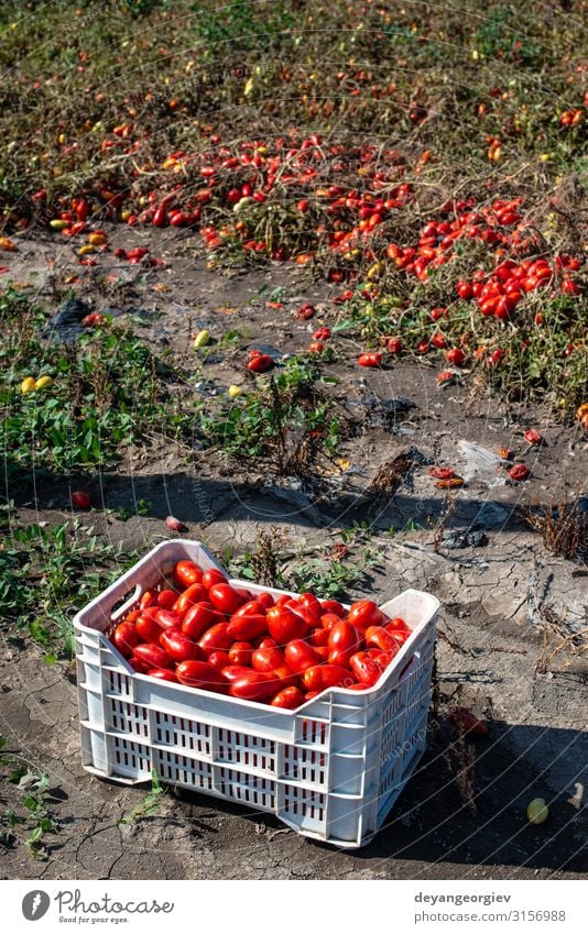 Picking tomatoes manually in crates. Tomato farm. Plant Growth Fresh Natural Red Agriculture picking Industrial Crate cultivate Biotechnology production