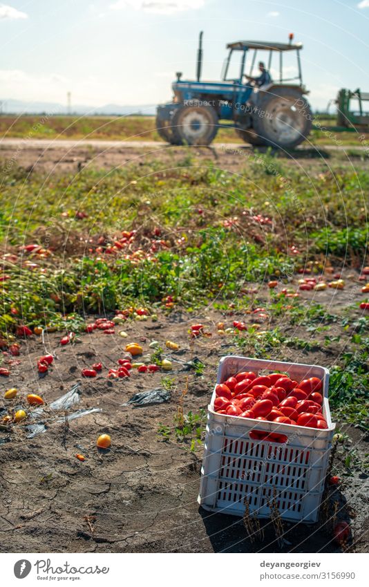 Picking tomatoes manually in crates. Tomato farm. Plant Tractor Growth Fresh Natural Red Agriculture picking Industrial Crate cultivate Biotechnology production