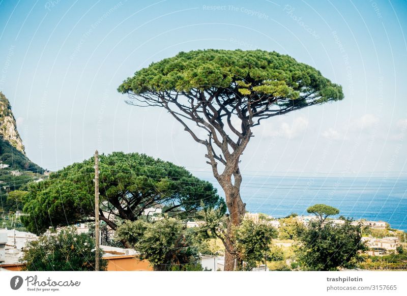 Capri Pine Landscape Plant Tree Stone pine Ocean Italy Europe Vacation & Travel Treetop Colour photo Day