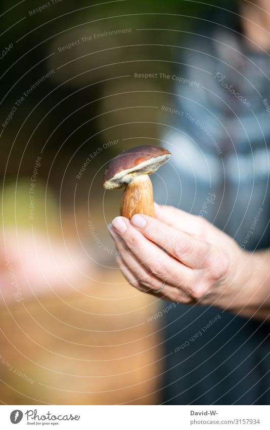 picked up on a mushroom hunt Mushroom boletus Forest Autumn mushroom pick Edible Autumnal natural Brown Nature by hand present