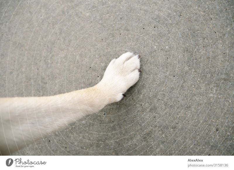 HH UT 19 | Dog paw of a blond dog on a concrete floor Animal Pet Paw Blonde Concrete Concrete slab Floor covering To put on Pushing Occur Gray Grainy