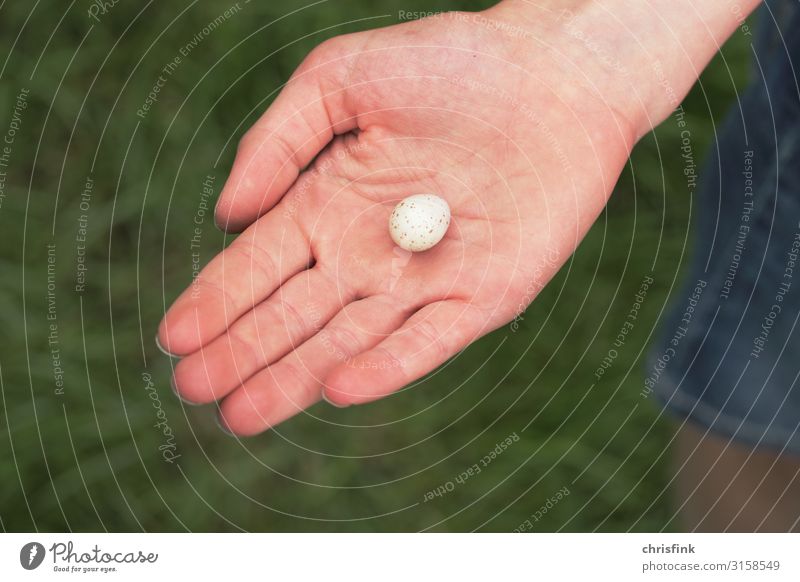 egg of great tit in child's hand Girl 1 Human being 8 - 13 years Child Infancy Environment Animal Spring Summer Climate Meadow Field Bird Sign Esthetic Natural