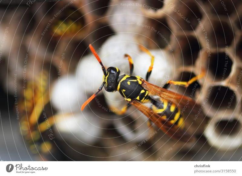 Wasp on wasp nest Living or residing Flat (apartment) House (Residential Structure) House building Nature Animal Spring Summer Wild animal Wasps 1