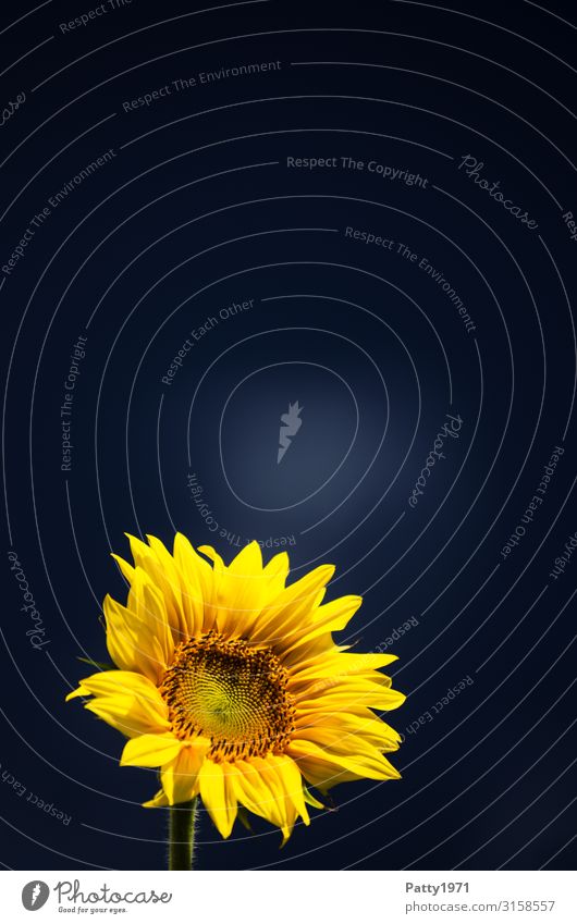 Sunflower on a dark background Nature Animal Plant Flower Blossom Blossoming Fresh Beautiful Blue Yellow Hope Optimism Colour photo Exterior shot Close-up