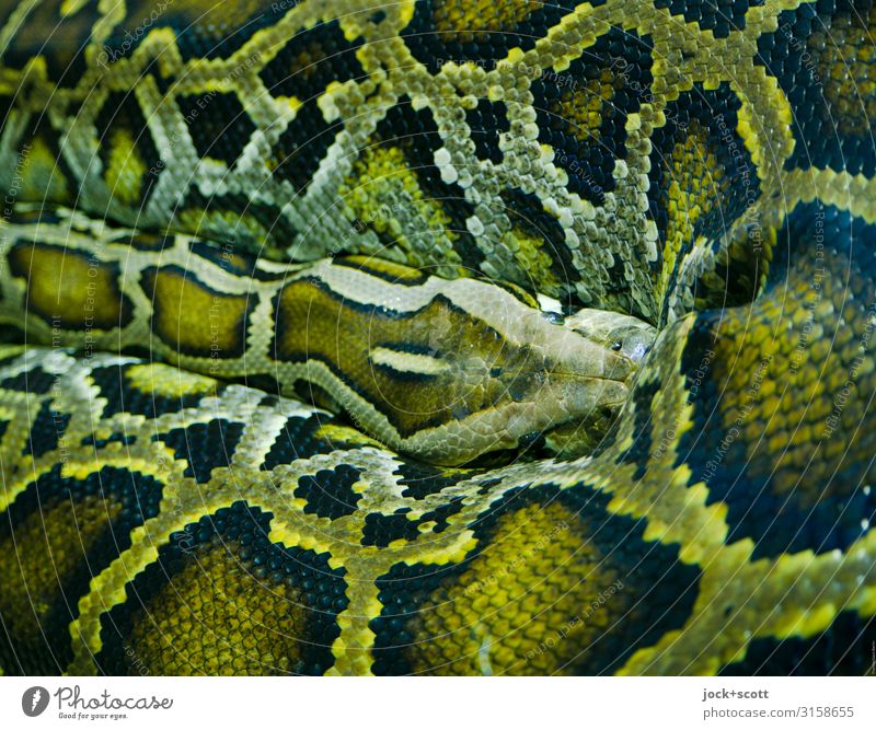 Beware of olive green Flake Anacondas 1 Animal Authentic Threat Green Moody Dangerous Esthetic Exotic Center point Senses Symmetry Snake skin Dappled